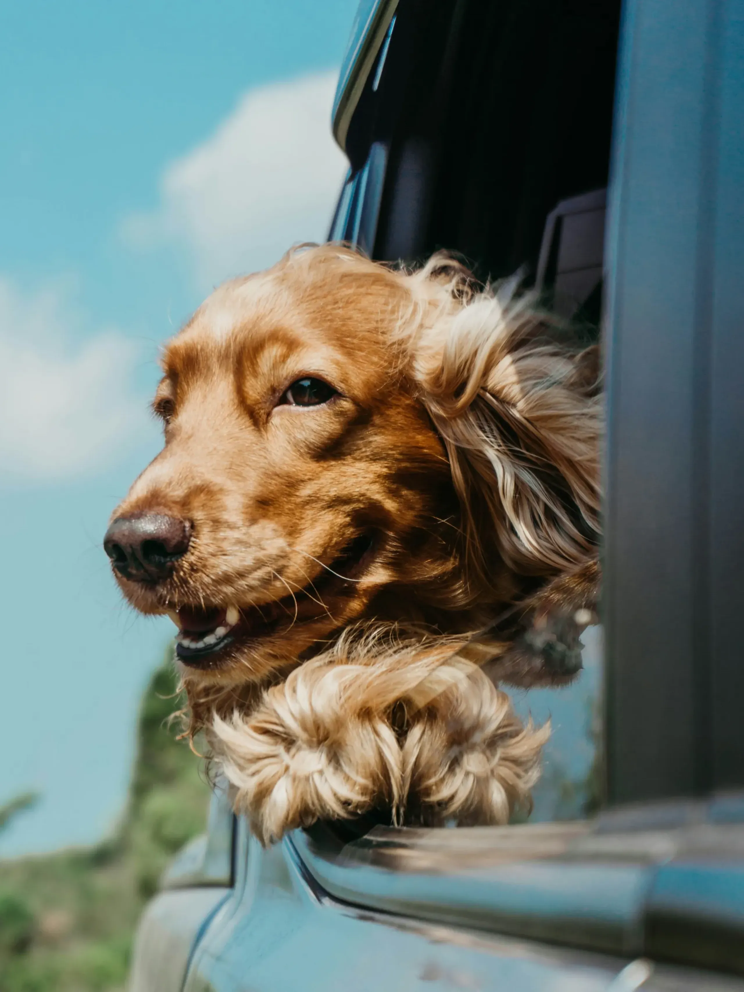 The Ensley 55+ Luxury Apartments with Golden retriever with its head out a car window, enjoying the breeze on a sunny day.