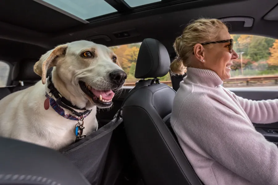 The Ensley 55+ Luxury Apartments with A happy dog rides in the backseat while a woman drives a car on a sunny day.