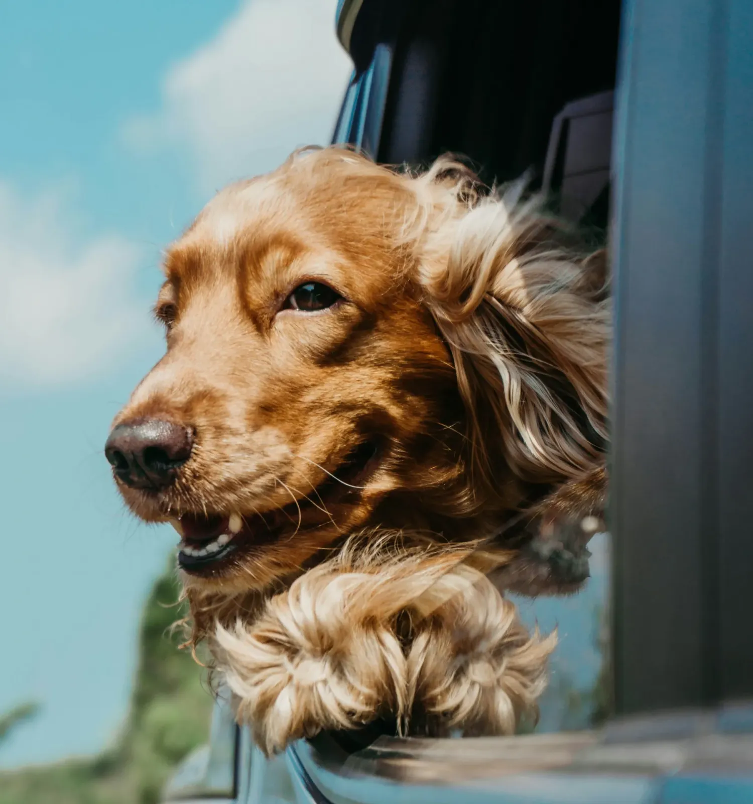 The Ensley 55+ Luxury Apartments with Golden retriever with its head out a car window, enjoying the breeze on a sunny day.
